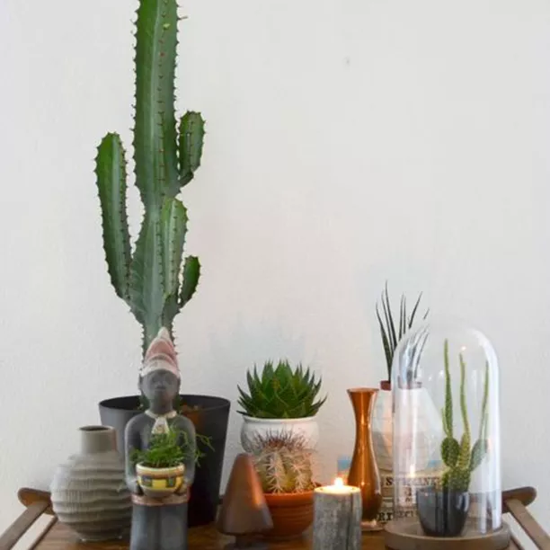 酒吧車上的多肉植物和仙人掌